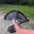 Nikolaevsky (Ukrainian) pigeon 6 thumbnail