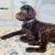 Labradoodle 3 thumbnail