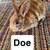 Mini Rex Babies 4 thumbnail
