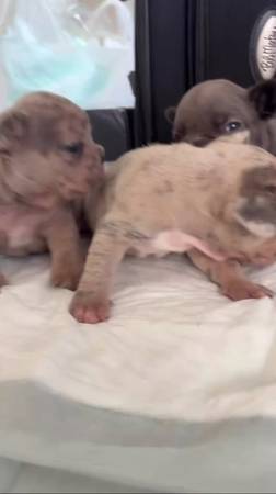 Frenchie pups 1