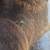 Big Sky Carvers Wood Raccoon with Fish 8 thumbnail