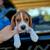 Akc beagles puppies 6 thumbnail