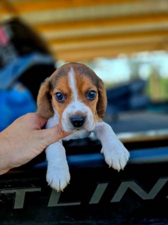 Alc beagles63977769656706124