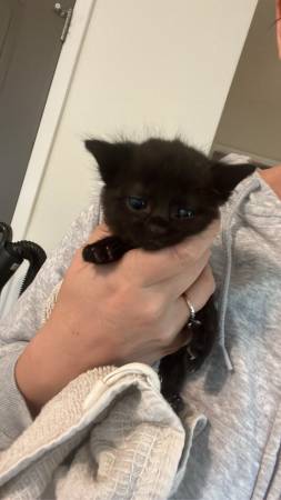 Sweet 4-Week-Old Siamese Mix Kitten Needs a Loving Home 🐾 1