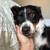 Milly the Aussie 5 thumbnail