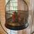 Antique hendrix 1930s beautiful solid brass bird cage 2 thumbnail