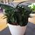 Succulent House Plant #2 1 thumbnail