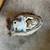 Javelina Mount 3 thumbnail
