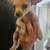 Chihuahuas 3 thumbnail
