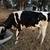 Holstein Heifer 4 thumbnail