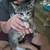 Two free kittens 2 thumbnail
