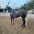 AQHA race gelding 2 thumbnail