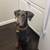Doberman 1 thumbnail