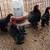 Frizzle Rooster Chicks 3 thumbnail