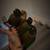Conures 2 thumbnail