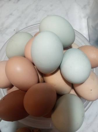 EGGS 18 pk 1