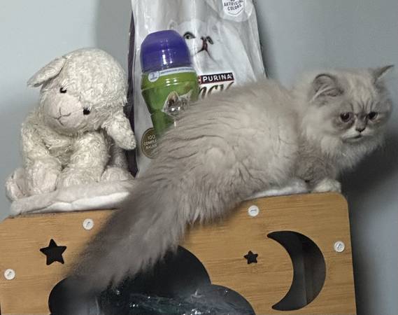 Persian munchkin female 1