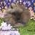 Lionhead rabbits 8 thumbnail