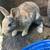 Pure Rex rabbits (Standard) 3 thumbnail