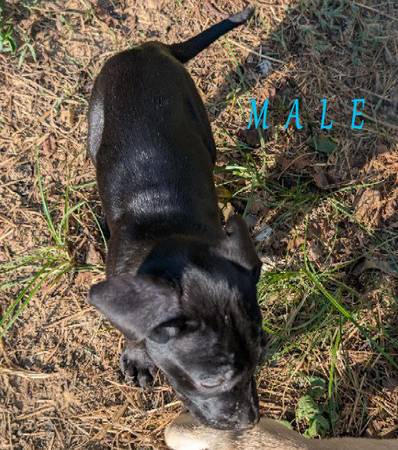 Anatolian mix pups,63977769468802122