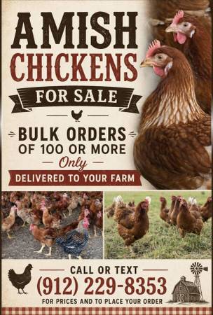 Amish Chickens 1