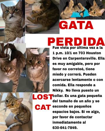 GATO PERDIDO $$$$$$$RECOMPENSA$$$$$ (Carpentersville)63961118862851121