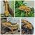 Crested Geckos!!! 4 thumbnail