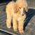 Standard Poodle Puppies 2 thumbnail