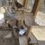 rare colored homing pigeons 5 thumbnail