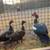 Ducks 2 thumbnail