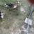 Nigerian dwarf goats 4 thumbnail