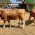 2 beefmasters heifers GENTLE!! 10 thumbnail