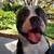 Pet Related Housing Issues? Pet / Sitting / Boarding short/long term 14 thumbnail