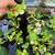 Big Water HYACINTHS $1 each! 3 thumbnail