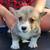 Corgis 6 thumbnail