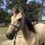 11yo Big, Stout Buttermilk Buckskin Gelding 3 thumbnail