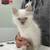 Beautiful Ragdoll 2 thumbnail