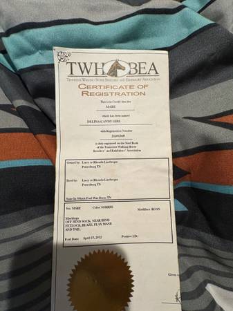 Beautiful Strawberry Roan Reg Tenn Walking Horse - $3,300 (Elon)63471416060929123
