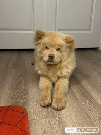 Looking to rehome. (Phoenix)63967288598403121