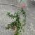 little bluestem and New England aster 2 thumbnail