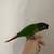Green cheek conure 3 thumbnail