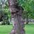 🌳=💰 Burl Trees/logs wanted for cash🌳=💰 4 thumbnail