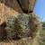 Hay for sale.  Grass hay. 1 thumbnail