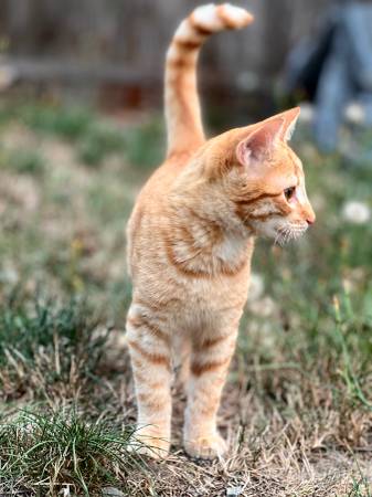 Kittens kitten (Kent/Covington)63853464744449120