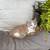 FREE 9 week old kittens FREE 11 thumbnail