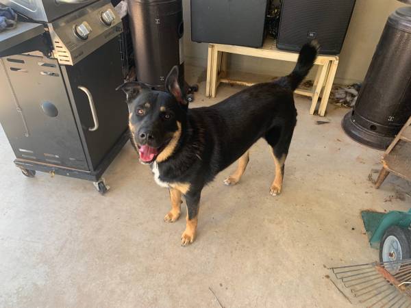 Rehoming Rottweiler mix 1