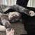 3 Awesome Bonded Foster Cats need a special home 6 thumbnail