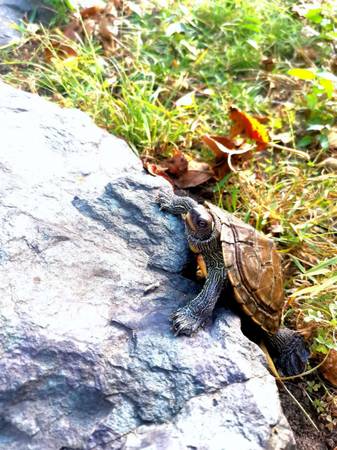 Rehoming Turtle (Brookline)63997446344579120