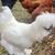 White Silkie Rooster Chicken 1 thumbnail