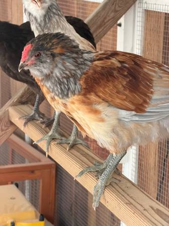 10 Week Old Blue Easter Egger Rooster 1